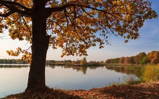 Картинка озеро, природа, пейзаж, осень, дуб, дерево, пейзажи, листья