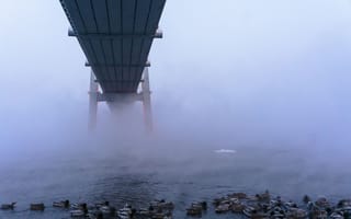 Картинка утки, мост, природа, морозное, утро, туманное