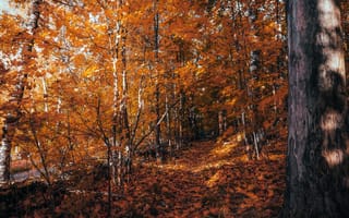 Картинка падение, пеший туризм, яркость, природа, листья, путь, листва, на открытом воздухе, деревья, лес, осень