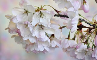 Картинка цветок, Cherry Blossoms, цветы, флора
