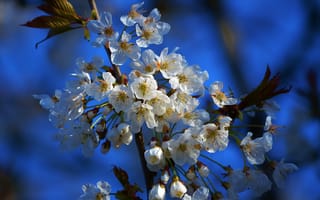 Картинка Cherry Blossoms, цветы, флора