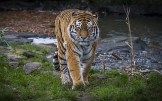 Картинка Амурский тигр, хищник, животное