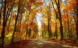 Картинка осенние краски, парк, осенние листья, дорога, пейзаж, природа, краски осени, осень, деревья