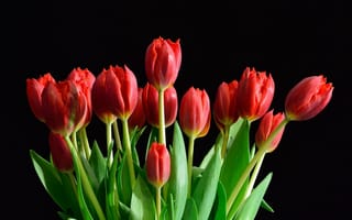 Картинка цветы, тюльпан, тюльпаны