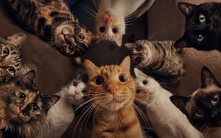 Картинка коты, кошки, юмор, 4k, HD, концептарт, иллюстрация, сиамский кот, забавные животные, пушистики, много котов, черный кот, ракурс, нейросеть, 16:9, рыжий кот, полосатый кот, любимцы, котята, взгляд сверху, милота, животные, питомцы, милый арт, ИИ, арт, 1920х1080, 2k, рабочий стол, цифровойрисунок