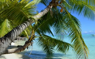 Картинка пляж, море, тропики, праздник, рай, пальмы, ареалы, лист, вода, кокос, карибский бассейн, бора бора, дерево, отпуск, природа, океан, лагуна, растительность, растение, прибрежная и океаническая формы рельефа, компьютерные, небо