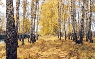 Обои осень, пейзаж, парк, дорога, деревья, природа, лес, краски осени