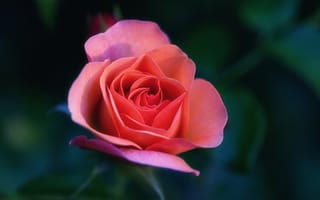 Картинка Чайно-гибридные розы