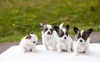 Картинка белый, щенок, собака, животные, группа пород собак, той-фокс-терьер, папийон, карниворан, позвоночные, щенки, молодые, собакоподобное млекопитающее, млекопитающее, чихуахуа, милая, порода собак, норвежский лундехунд, домашние животные, собаки