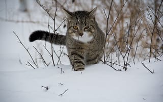 Картинка ветвь, дикая кошка, кошки, кошка, кошкообразные, снег, дикая природа, млекопитающее, зима