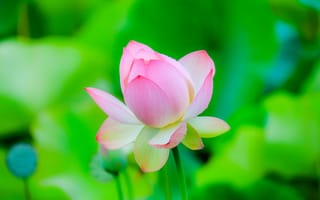 Картинка Lotus, красивый цветок, водоём, лотосы, лотос, флора, цветок, водяная красавица, цветы, красивые цветы