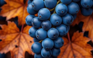 Картинка ИИ, нейросеть, фоновый рисунок, рабочий стол, макро, спелые плоды, осень, заставка на ПК, сочные ягоды, 4k, гроздь, HD, 2k, текстура, природа, виноград, контраст, еда, детализация, оранжевые листья, ботаника, 16:9, сбор урожая, Пино Нуар, 1920х1080