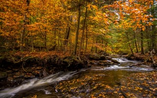 Картинка Ricketts Glen State Park in Pennsylvania, Государственный парк Рикеттс-Глен, штат Пенсильвания