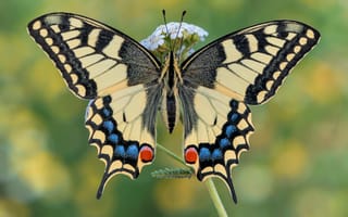 Картинка бабочка, ласточкин хвост, цветок, насекомые, насекомое, макро, размытость, природа