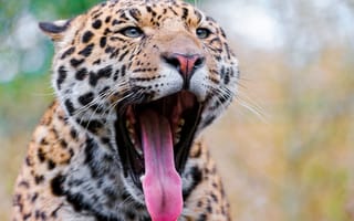 Картинка Jaguar, рот, язык, зубы, кошки, большая кошка, морда