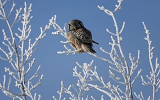 Картинка птица, сова, мороз, зима, птицы, ветвь, снег