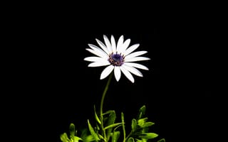 Картинка черно-белый, растение, цветения, белый, цветущее растение, макросъёмка, цветы, семейство маргариток, маргаритка, наземное растение, флора, цветок, лепесток