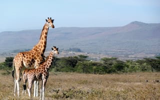 Картинка природа, дикая местность, Кения, экосистема, Сафари, животное, простой, Африка, фауна, млекопитающее, Киджио, заповедник, степь, животные, пастбище, парк, высокий, Саванна, приключения, путешествия, шея, дикая природа, длинный, жираф, милая, жирафы, дикие