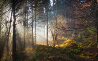 Картинка природа, деревья, осень, свет