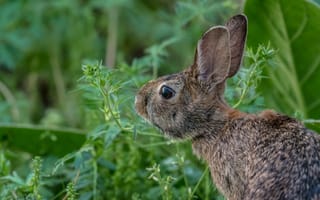 Картинка трава, цветок, фауна, млекопитающее, кролики и зайцы, животные, домашний кролик, животное, лесной кролик, усы, позвоночные, дикая природа, заяц, кролик