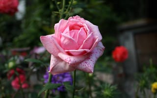 Картинка роза, бутон, розовый, цветы, лепестки