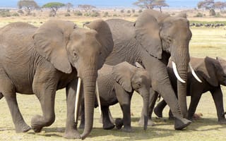 Картинка приключения, дикая природа, слоны и мамонты, Кения, индийский слон, фауна, амбосели нп, Сафари, слон, животные, Саванна, млекопитающее, африканский слон