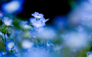 Картинка голубые цветы, размытый, близко, цветы