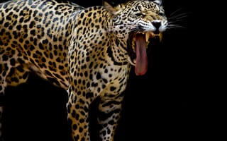 Картинка Leopard portrait, леопард, хищник, животное, семейства кошачьих