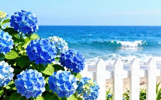 Картинка гортензия, голубая гортензия, лазурная вода, морской пейзаж, белый забор, штакетник, песок, море, побережье, морская пена, сад, 2k, флористика, 4k, 16:9, курорт, синяя гортензия, деревянная изгородь, садоводство, солнечный свет, пышные кусты, пейзаж