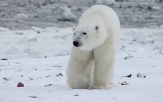 Картинка природа, снег, Канада, холодный, Арктика, млекопитающее, позвоночные, белый медведь, фауна, дикая природа, медведь, животное, животные