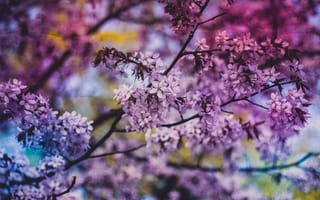 Картинка sakura, Cherry Blossoms, цветы, ветка