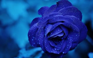 Картинка роза, цветок, голубая роза, флора