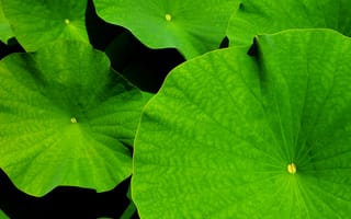 Картинка цветущее растение, листья, стебель растения, ботанический сад, водяное растение, природа, водяная лилия, однолетнее растение, графический, лист лотоса, ботаника, наземное растение, цветок, гигантский лист, биология, лист, растение, экология, сад, флора, Lotus, био, макросъёмка, зелёный, цветы