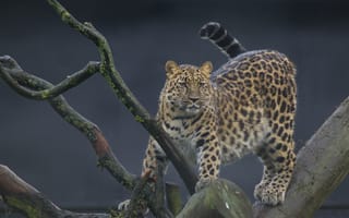 Картинка Леопард, вид хищных млекопитающих семейства кошачьих, животное
