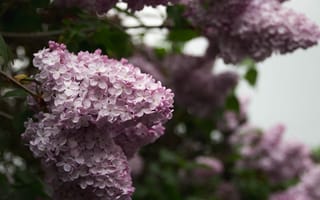 Картинка макросъёмка, сиреневый, флора, розовый, лепесток, ветвь, весна, кустарник, цветок, ботаника, гортензия, растение, насекомые, наземное растение, цветущее растение