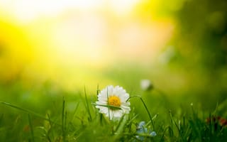 Картинка небо, осень, природа, растение, утро, луг, фотографии, солнечный свет, поле, солнышко, желтый, полевой цветок, трава, макросъёмка, свет, цветущее растение, зелёный, крупным планом, семейство травянистых, компьютерные, наземное растение, маргаритка, пастбище, флора, цветок, семейство маргариток, лист, степь, газон
