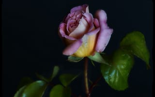 Картинка роза, цветок, флора, чёрный