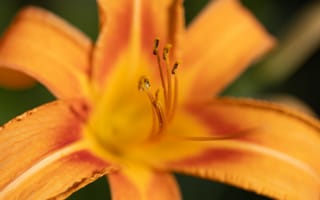 Картинка макро, оранжевый, милая, сад, на открытом воздухе, растения, текстура, цветы, цветок, лепестки, цветения, лето, природа