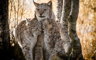 Картинка зима, кошки, langedrag, рысь, обнять, Canon, gaupe, canon5dmarkiii, снег, уютный, markiii, eurasianlynx, Семейство кошачьих, котята, кошка, Мать, особенное животное, ngc, дети, подсветка, боке, детенышей, Рыжий котенок, макросъемка, npc, cudleytime, lynxfamily, объятия