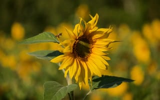 Картинка подсолнечник, лето, на открытом воздухе, падение, растения, сад, поле, урожай, природа