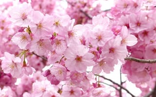 Картинка дерево, природа, цветущие, лепесток, сакура, сезон, цветы, розовый, Япония, ветвь, свежесть, розовая семья, вишни, веселый цветок, небо, цветущее растение, продукт, белый, цветок, еда, лист, растение, весна, наземное растение, вишня, яркий