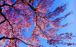 Картинка sakura, ветка, флора, весна, цветение, цветы, Cherry Blossoms
