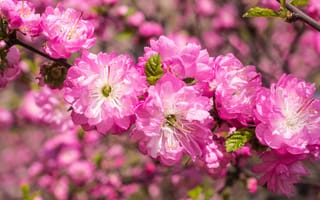 Обои sakura, Cherry Blossoms, ветка