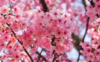 Обои sakura, Cherry Blossoms, ветка, цветы
