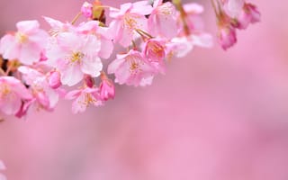 Обои sakura, ветка, цветы, Cherry Blossoms