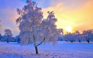 Картинка зима, закат солнца, рассвет