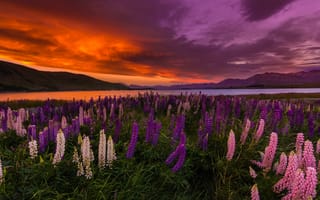 Картинка озеро Текапо, Новая Зеландия, люпин