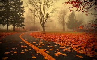Картинка парк, деревья, дорога, туман, осень, осенняя листва, пейзаж