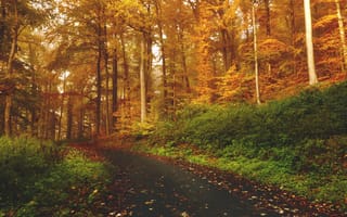 Картинка пейзаж, дерево, парк, утро, на открытом воздухе, лист, лиственный, листва, дрова, растение, умеренный широколистный и смешанный лес, сезон, древесное растение, солнечный свет, аллея, осень, падение, окружающая природа, сельский, путь, лес, деревья, атмосферное явление, лесной массив, экосистема, след, оранжевый, природа, среда обитания