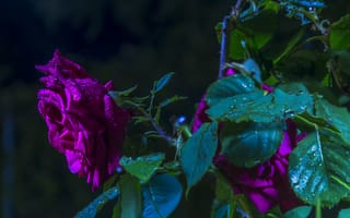 Картинка роза, розы, цветы, цветок, пурпурные розы, флора